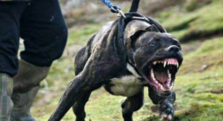 Οι δέκα πιο επικίνδυνες ράτσες σκύλων στον κόσμο (βίντεο)